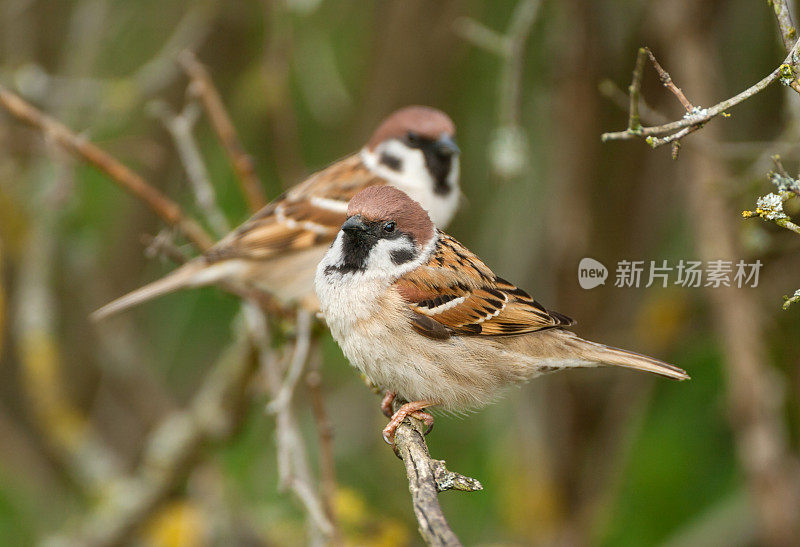 欧亚树麻雀(Passer montanus)